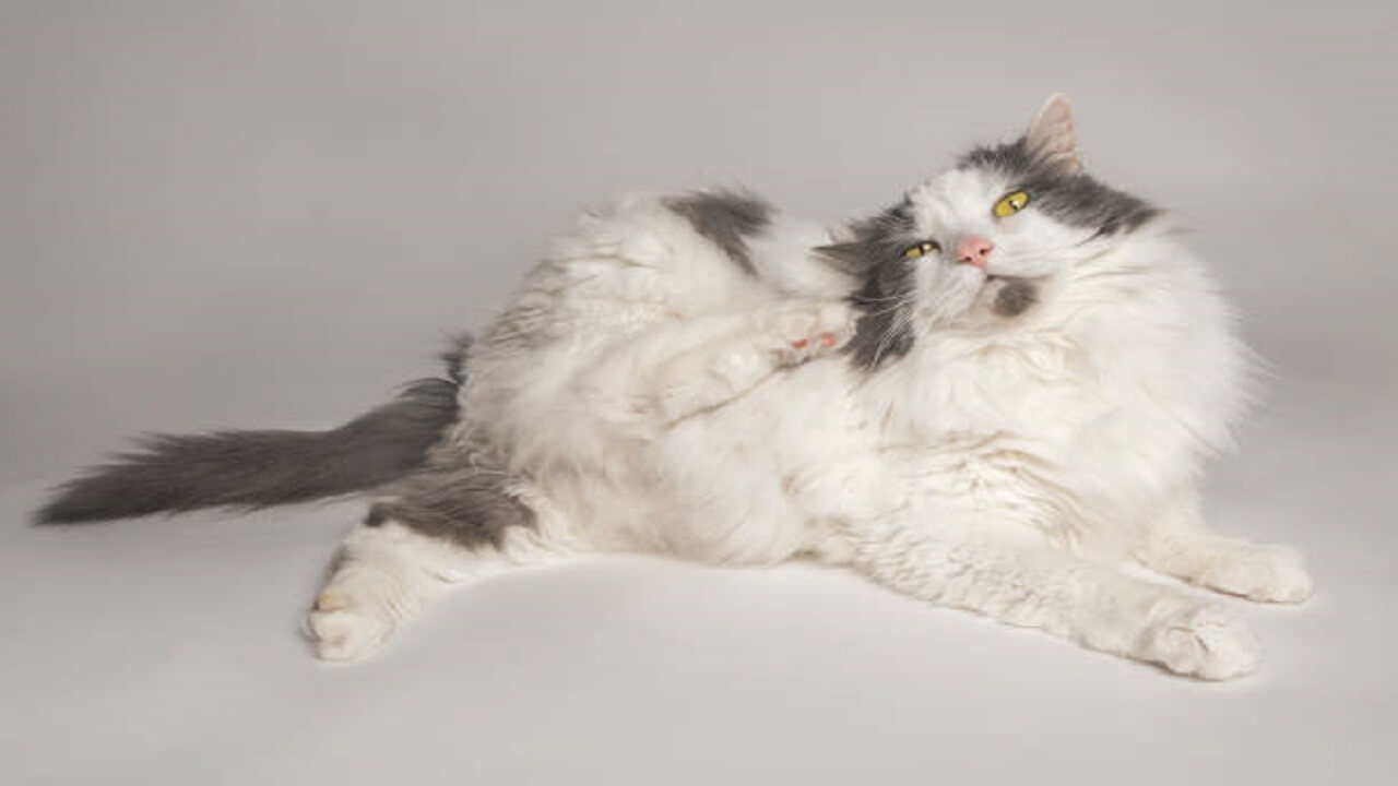 โรคผิวหนังแมว มีอาการและการรักษาอย่างไร